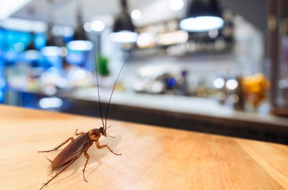 Commercial Pest Control Services in Atlanta